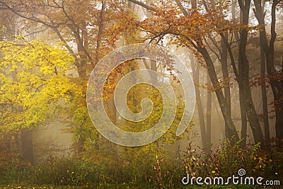 Foggy mystic forest Stock Photo