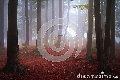 Foggy mystic forest during fall Stock Photo