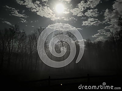 A Foggy Night Woods Stock Photo