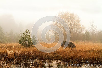 Foggy november landscape Stock Photo