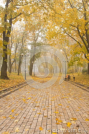 Foggy park Stock Photo