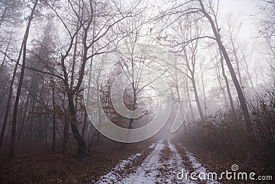 Foggy path in the forest / Path to light through a dark cold forest Stock Photo