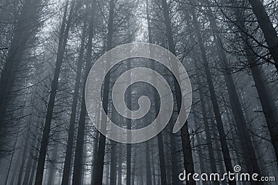 Foggy pine woods Stock Photo