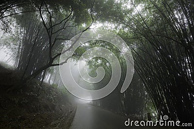 Foggy road flanked by trees Stock Photo