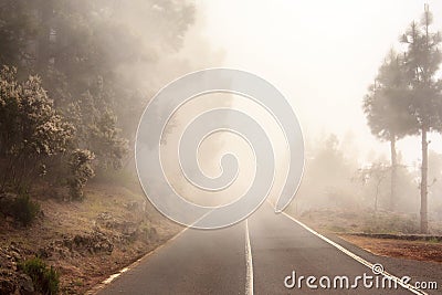 Foggy road in forest, street in misty forest Stock Photo