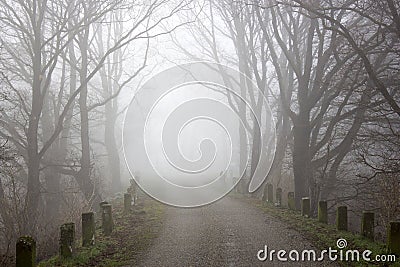 Foggy road and trees. Early morning landscape, Germany Stock Photo