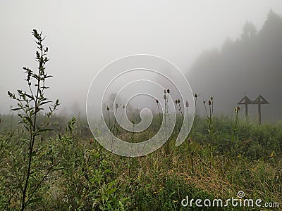 Foggy scene in the woods Stock Photo