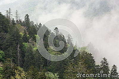 Spring Forest in Fog Great Smoky Mountains Stock Photo