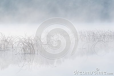 Spring Reeds Whitford Lake in Fog Stock Photo