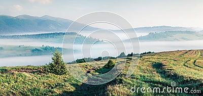 Foggy summer view of Carpathian mountains. Bright morning landscape of mountain valley in the first sunlight glowing fresh grass, Stock Photo