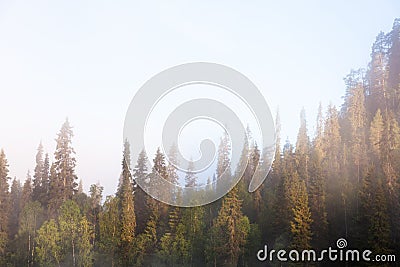 Foggy summery morning on hillside taiga forest with candle-like spruce trees Stock Photo