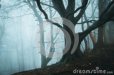 Foggy winter beech trees in a wild magical forest Stock Photo