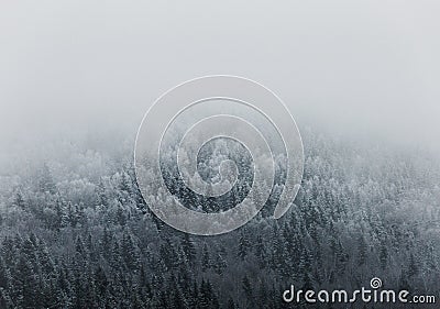 Foggy Winter Forest Trees Stock Photo