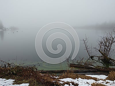 Foggy winter lake inlet with green algae Stock Photo