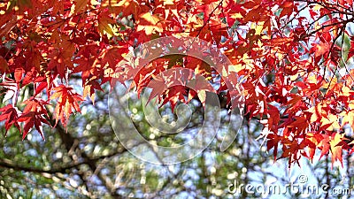 Foglie di acero giapponesi variopinte durante la stagione di momiji al giardino di Kinkakuji, Kyoto, Giappone video d archivio Foglie di acero giapponesi variopinte durante la stagione di momiji al giardino di Kinkakuji, Kyoto, Giappone video d archivio