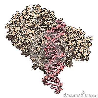 FokI restriction endonuclease enzyme. In TALEN technology, these are combined with transcription activator-like effector nuclease Stock Photo