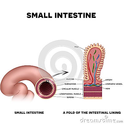 A fold of the intestinal lining Vector Illustration