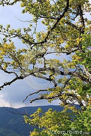 Foliage and branch of pubescent oak tree in spring Stock Photo