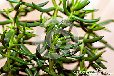 Foliage and branches of a Crassula tetragona Stock Photo