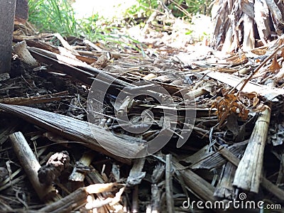 Foliage Stock Photo