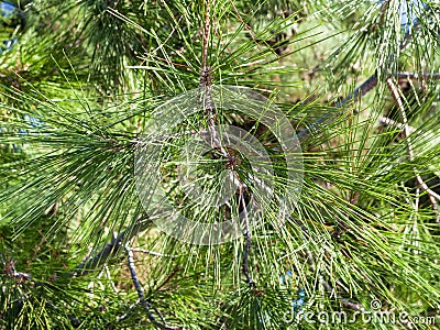 Foliage of Crimean Pine Pinus Nigra Pallasiana Stock Photo