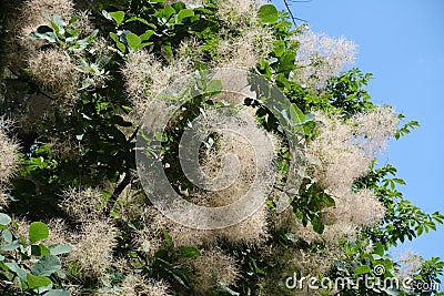 Foliage and flowers of European smoketree against blue sky in June Stock Photo