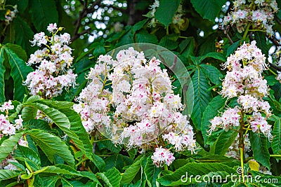 Foliage and flowers of Horse chestnut, Aesculus hippocastanum, Conker tree Stock Photo