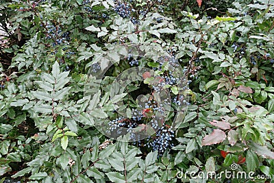 Foliage and fruits of Mahonia aquifolium Stock Photo