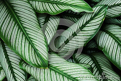 Foliage Green Leaves with White Stripes of Calathea majestica, Zebra Plant as Natural Texture Background Stock Photo