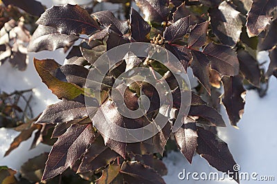 Foliage of mahonia on a winter sunny day Vector Illustration