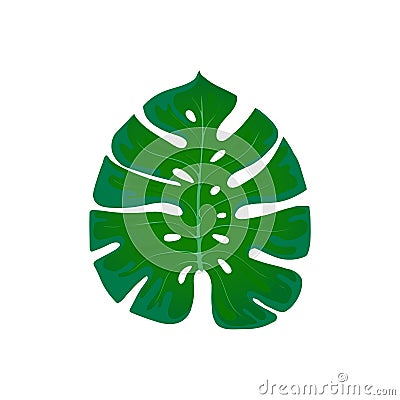 Foliage monstera. Trend element of the palm leaf design on a white. Tropical exotic and plants Stock Photo