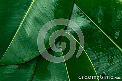 Foliage nature greenery pattern from big green wet ficus leaves. Template for organic cosmetics spa wellness skin body care Stock Photo