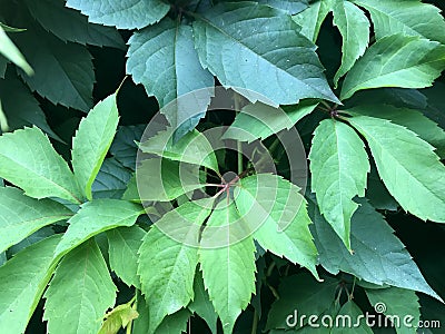 Foliage nature leaf tree plant background. Green summer forest garden texture natural color pattern. Outdoor environment branch Stock Photo