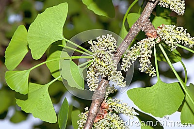 Foliage and pollen cones of male ginkgo Stock Photo