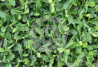 Foliage of Polygonum aviculare Stock Photo