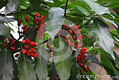 Foliage and red berries of Aucuba Japonica. Stock Photo