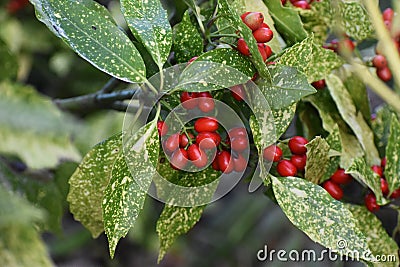 Foliage and red berries of Aucuba Japonica. Stock Photo