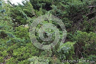 Foliage of savin juniper with lots of berries Stock Photo