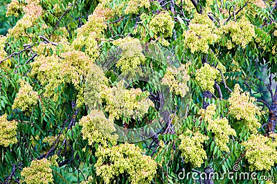 Foliage and seeds of ailanthus Stock Photo