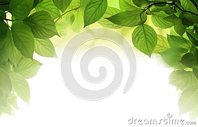 Foliage with soft backlight in the morning Stock Photo
