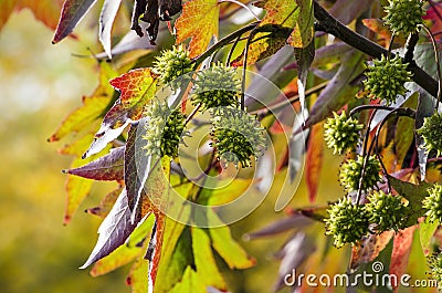 Foliage of a sweet gum ree in autumn Stock Photo