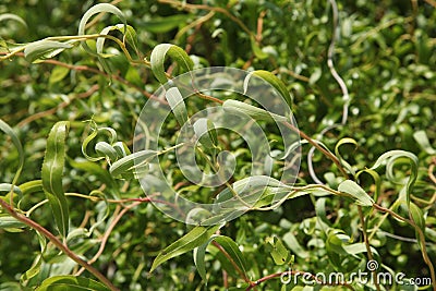 Foliage of a tortuous willow (Salix babylonica 'tortuosa') Stock Photo