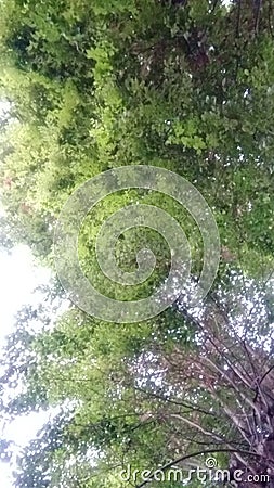 Foliage on a tree seen from below Stock Photo