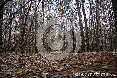 Foliar forest sky Stock Photo