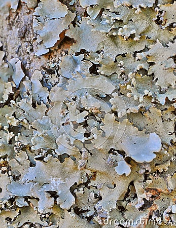 Foliose lichen Stock Photo