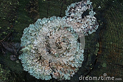 Foliose lichen growing on rotting tree trunk Stock Photo