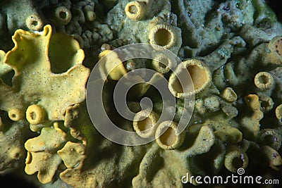 Foliose lichen round apothecia by microscope. Scurfy greenery background. Symbiotic organism of algae or cyanobacteria among filam Stock Photo