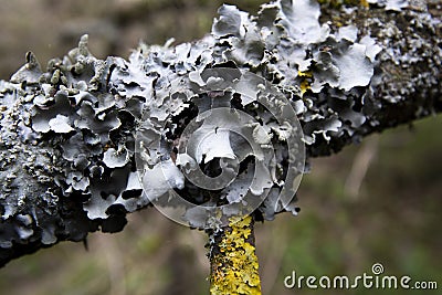 Foliose Lichen on woodland tree Stock Photo