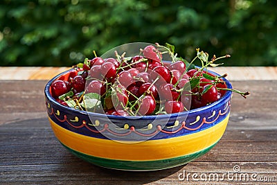 Folkish bowl full of red riped juicy and healthy sour cherries Stock Photo