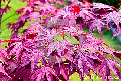 Folliage of a young maple tree after rain in garden Stock Photo